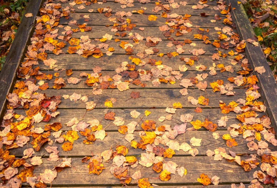 Top Đại Học Mỹ dưới góc nhìn chuyên gia